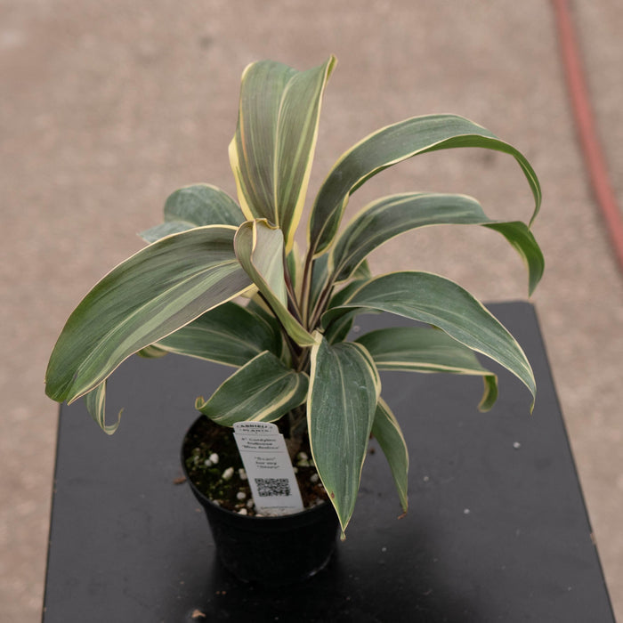 Gabriella Plants Cordyline 4" Cordyline fruticosa 'Miss Andrea'