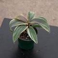Gabriella Plants Cordyline 4" Cordyline terminalis 'Chocolate Queen'