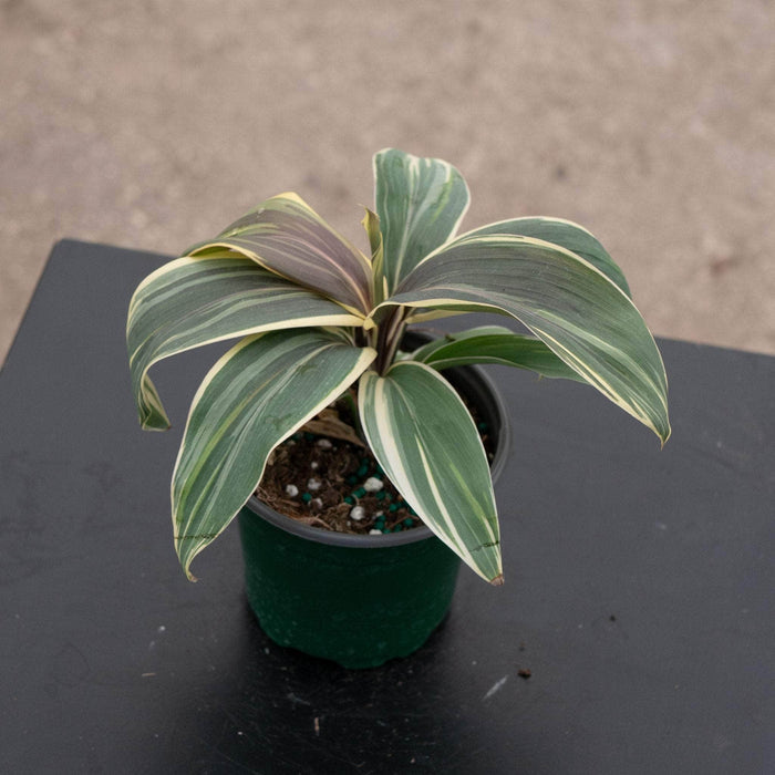 Gabriella Plants Cordyline 4" Cordyline terminalis 'Chocolate Queen'