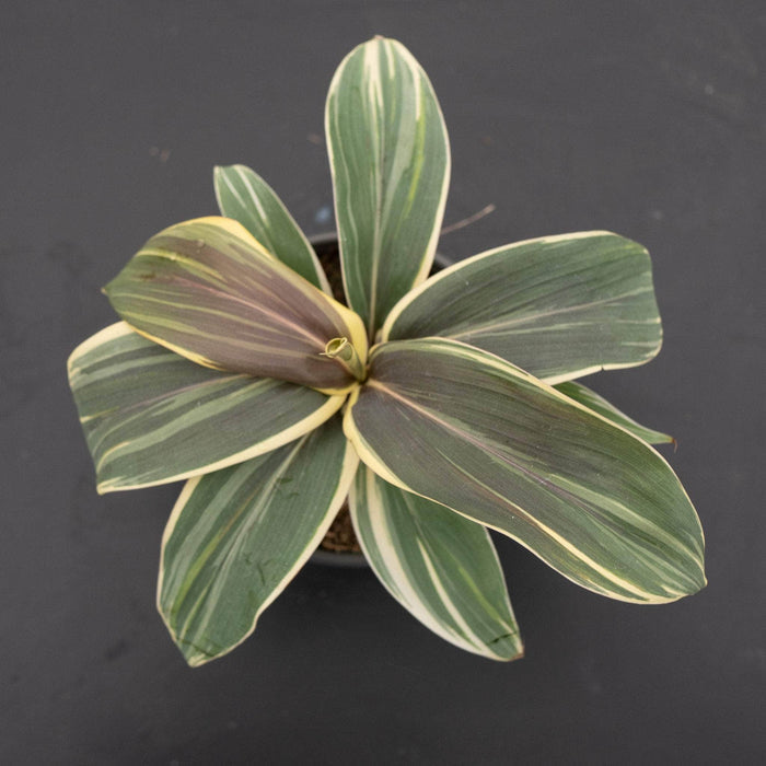 Gabriella Plants Cordyline 4" Cordyline terminalis 'Chocolate Queen'