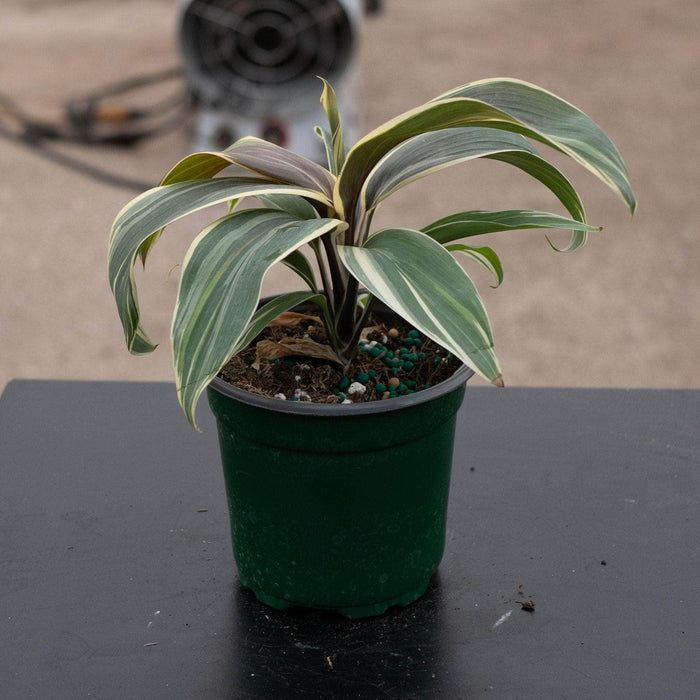 Gabriella Plants Cordyline 4" Cordyline terminalis 'Chocolate Queen'