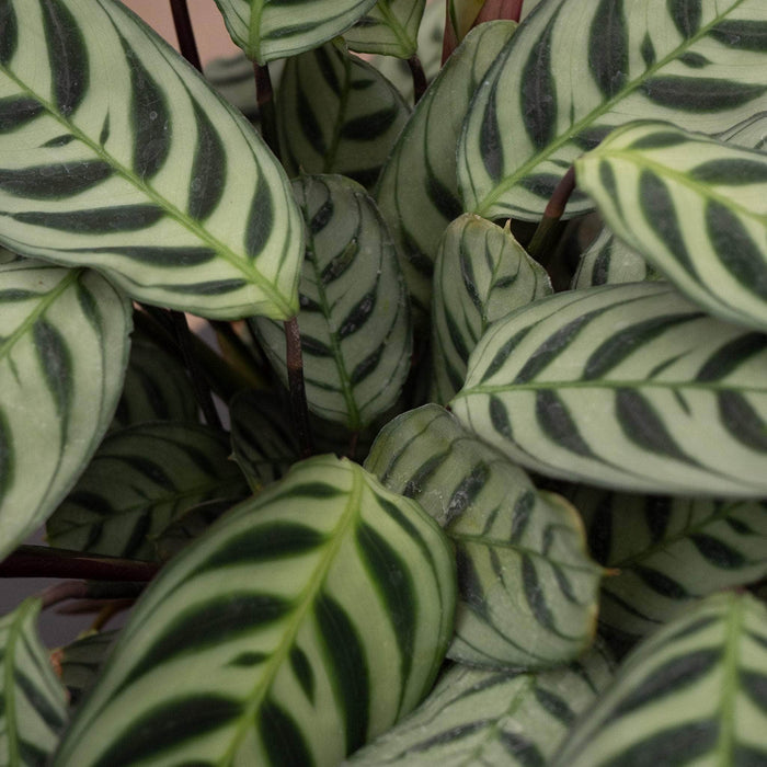 Gabriella Plants Other 4" Ctenanthe burle-marxii