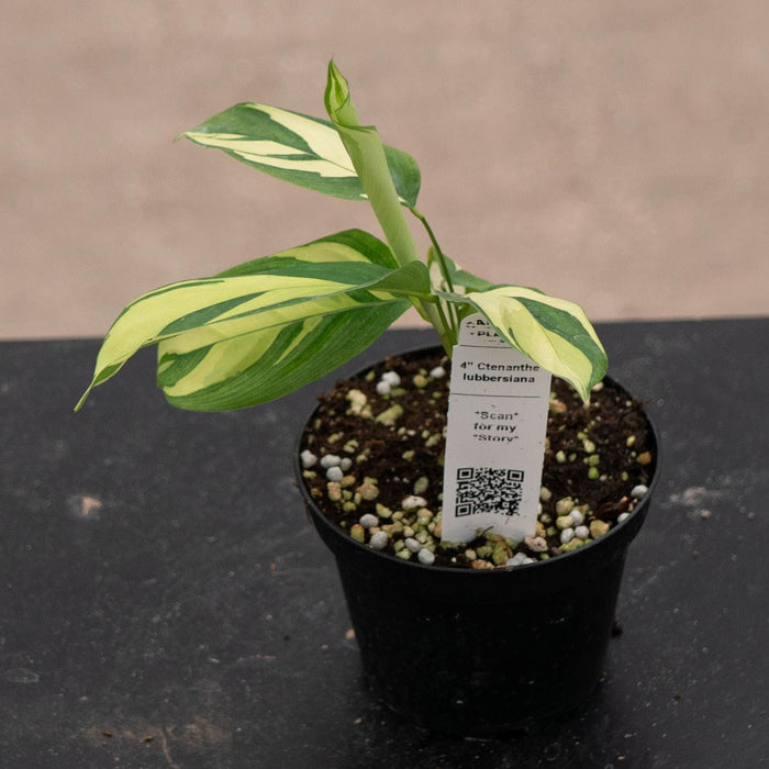 Gabriella Plants Other 4" Ctenanthe lubbersiana