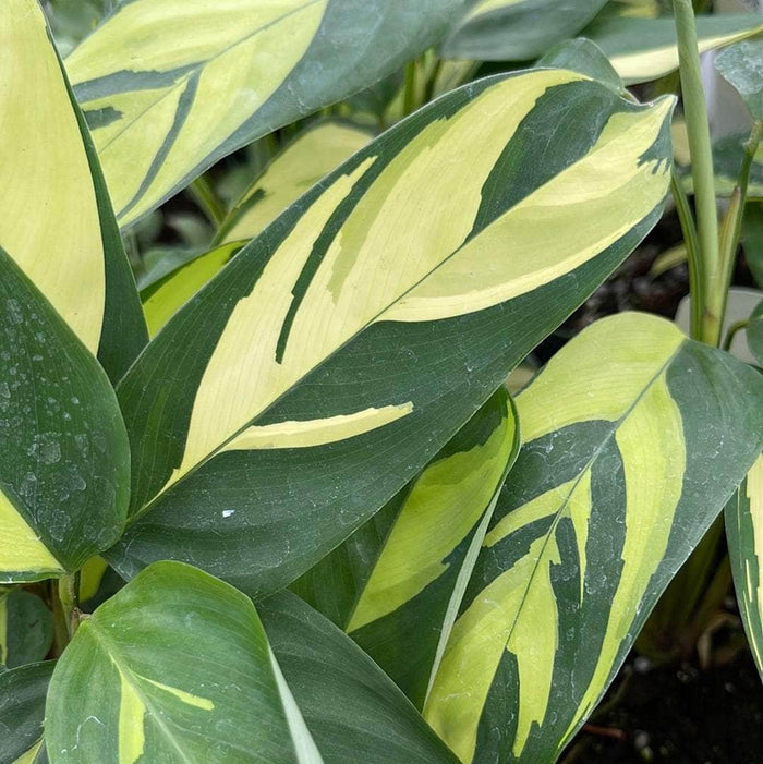 Gabriella Plants Calathea 4" Ctenanthe lubbersiana