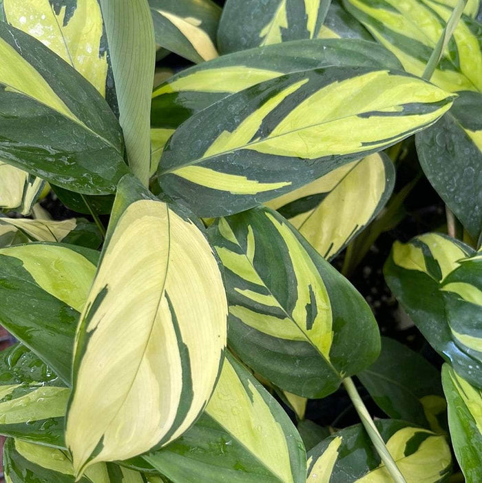 Gabriella Plants Calathea 4" Ctenanthe lubbersiana