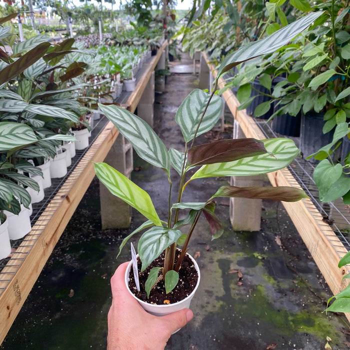 Gabriella Plants Other 4" Ctenanthe oppenheimiana