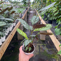 Gabriella Plants Other 4" Ctenanthe oppenheimiana