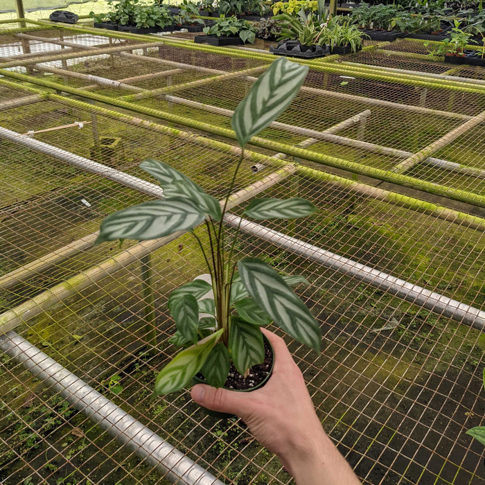 Gabriella Plants Other 4" Ctenanthe oppenheimiana