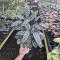 Gabriella Plants Calathea 4" Calathea Exotica (Ctenanthe exotica)
