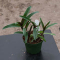 Gabriella Plants Other 4" Cyanotis arachnoidea 'Tampicana'