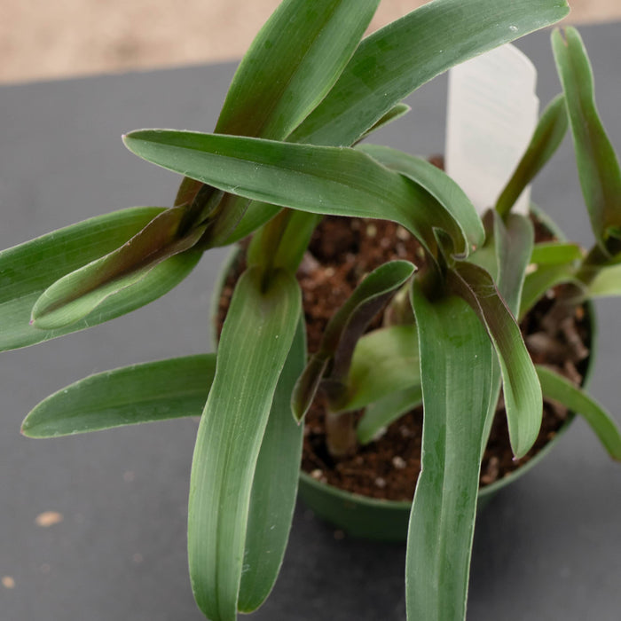 Gabriella Plants Other 4" Cyanotis arachnoidea 'Tampicana'