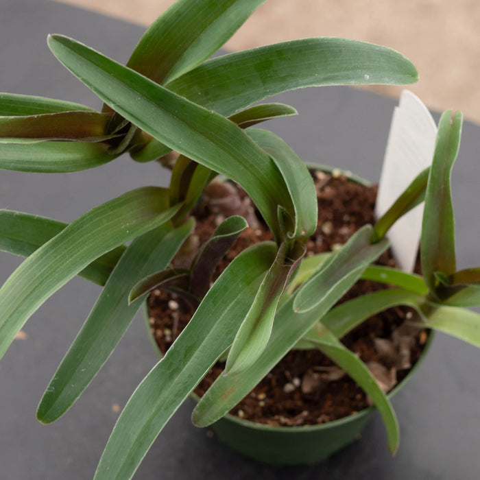 Gabriella Plants Other 4" Cyanotis arachnoidea 'Tampicana'