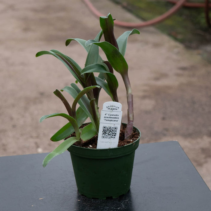 Gabriella Plants Other 4" Cyanotis arachnoidea 'Tampicana'