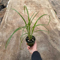Gabriella Plants 4" Cyperus papyrus 'Giant Egyptian'