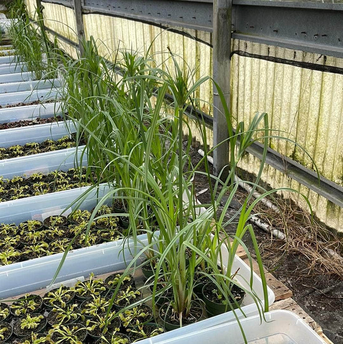 Gabriella Plants 4" Cyperus papyrus 'Giant Egyptian'