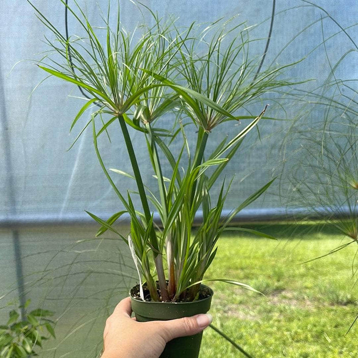 Gabriella Plants Other 4" Cyperus papyrus 'Little Tut'