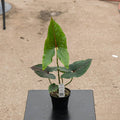 Gabriella Plants Indoor & Outdoor Plants 4" Cyrtosperma johnstonii
