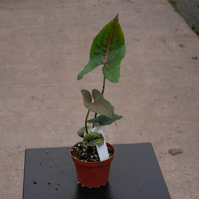 Gabriella Plants Indoor & Outdoor Plants 4" Cyrtosperma johnstonii