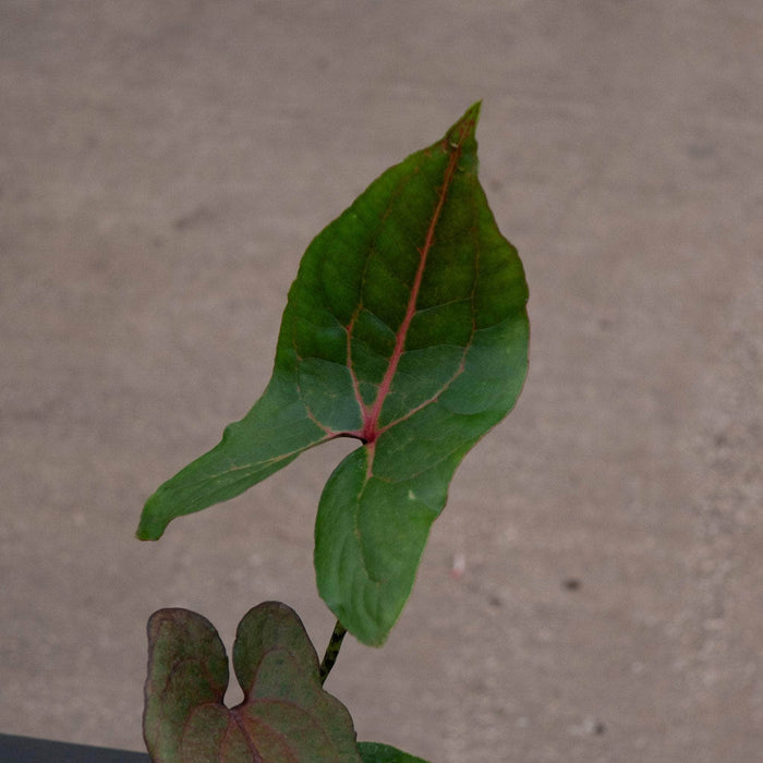 Gabriella Plants Indoor & Outdoor Plants 4" Cyrtosperma johnstonii
