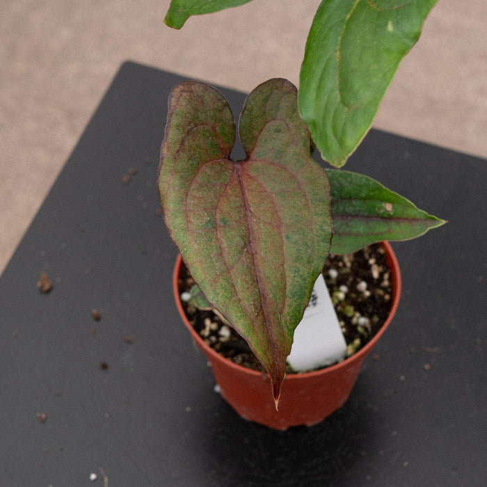 Gabriella Plants Indoor & Outdoor Plants 4" Cyrtosperma johnstonii