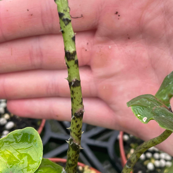 Gabriella Plants Indoor & Outdoor Plants 4" Cyrtosperma johnstonii