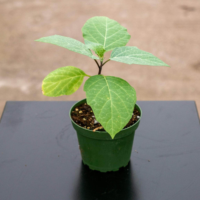 Gabriella Plants Other 4" Datura metel ‘Fastuosa’