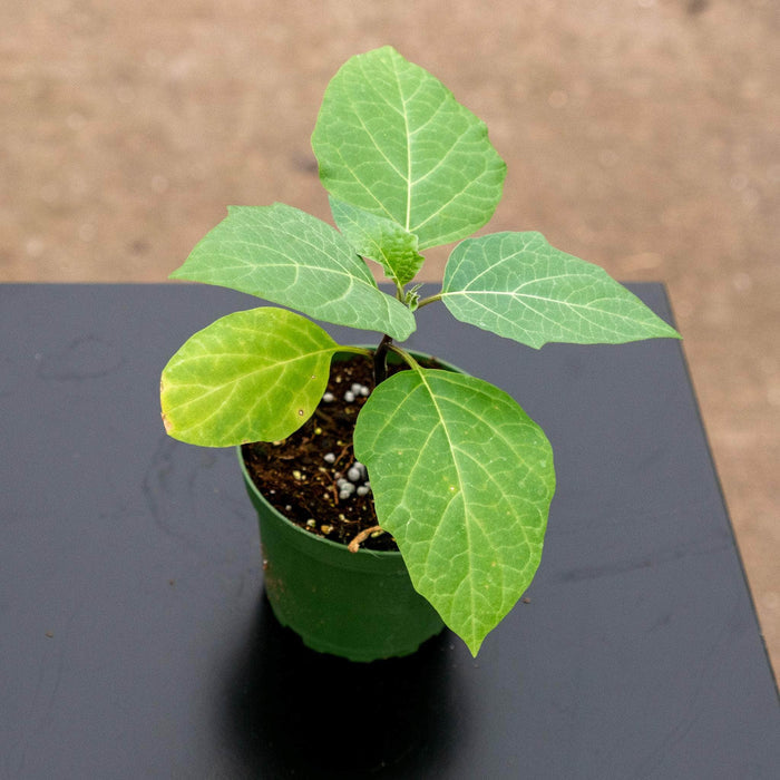 Gabriella Plants Other 4" Datura metel ‘Fastuosa’