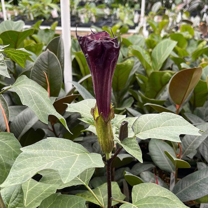 Gabriella Plants Datura 4" Datura metel ‘Fastuosa’