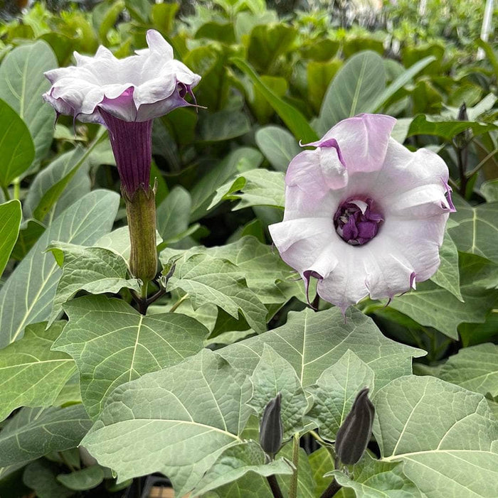 Gabriella Plants Datura 4" Datura metel ‘Fastuosa’