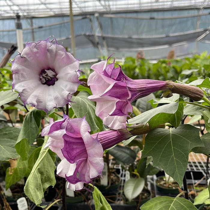 Gabriella Plants Datura 4" Datura metel ‘Fastuosa’
