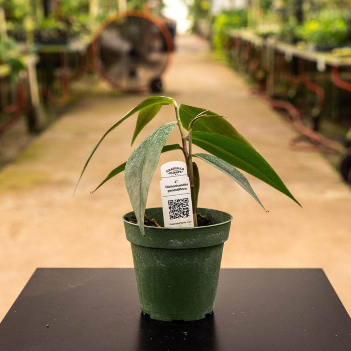 Gabriella Plants Other 4" Dichorisandra penduliflora "Weeping Blue Ginger"