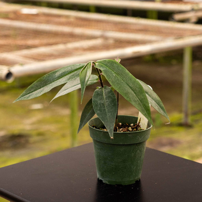 Gabriella Plants Other 4" Dichorisandra penduliflora "Weeping Blue Ginger"
