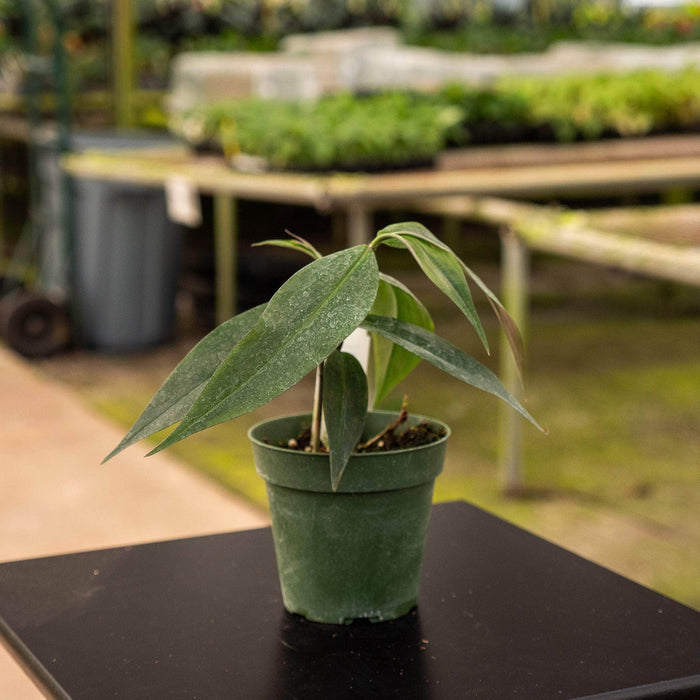 Gabriella Plants Other 4" Dichorisandra penduliflora "Weeping Blue Ginger"