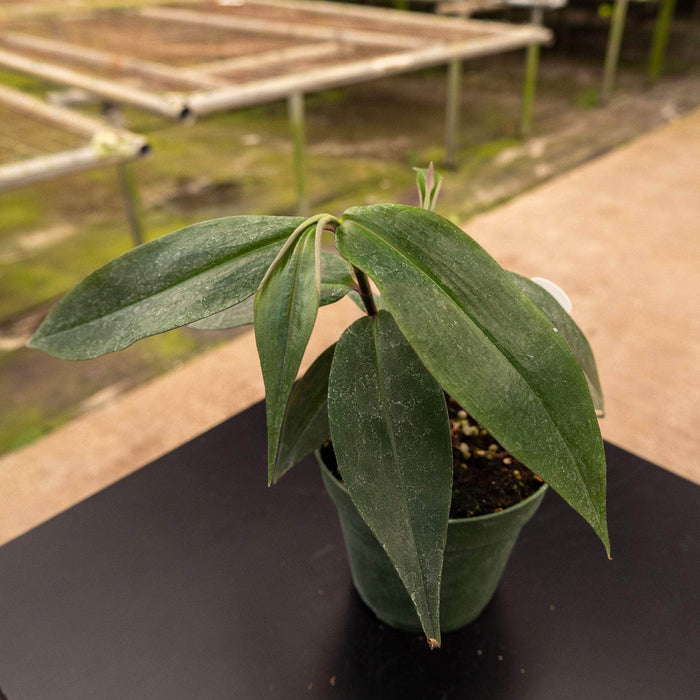 Gabriella Plants Other 4" Dichorisandra penduliflora "Weeping Blue Ginger"