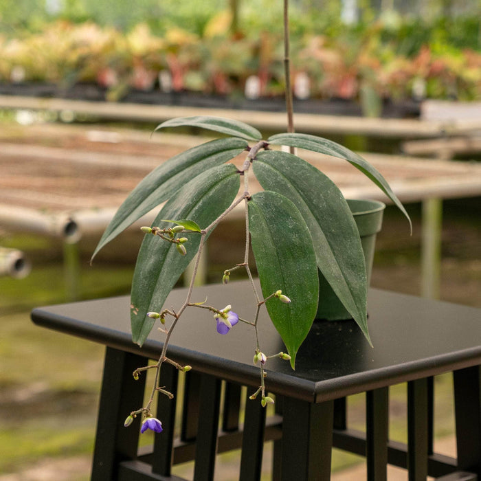 Gabriella Plants Other 4" Dichorisandra penduliflora "Weeping Blue Ginger"
