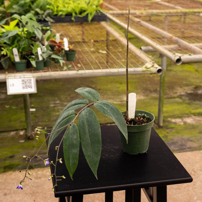 Gabriella Plants Other 4" Dichorisandra penduliflora "Weeping Blue Ginger"