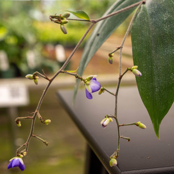 Gabriella Plants Other 4" Dichorisandra penduliflora "Weeping Blue Ginger"