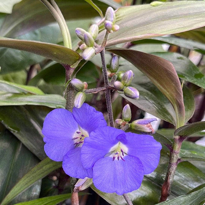 4"