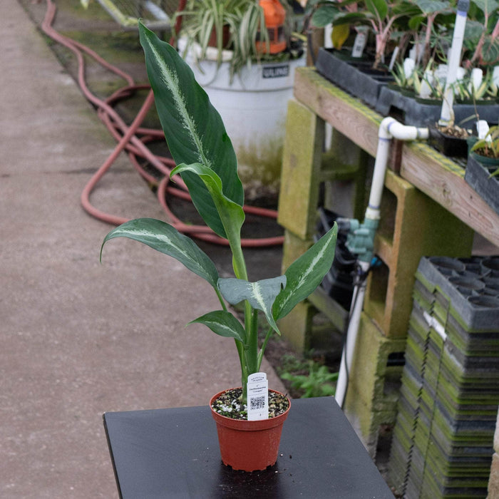 Gabriella Plants Other 4" Dieffenbachia 'Cougar'