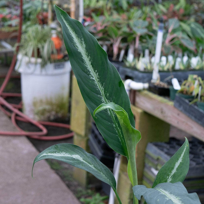 Gabriella Plants Other 4" Dieffenbachia 'Cougar'