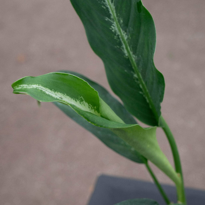 Gabriella Plants Other 4" Dieffenbachia 'Cougar'