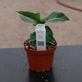 Gabriella Plants Dieffenbachia 4" Dieffenbachia 'Green Magic'