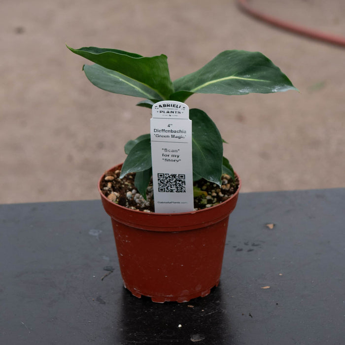 Gabriella Plants Dieffenbachia 4" Dieffenbachia 'Green Magic'