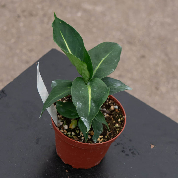 Gabriella Plants Dieffenbachia 4" Dieffenbachia 'Green Magic'