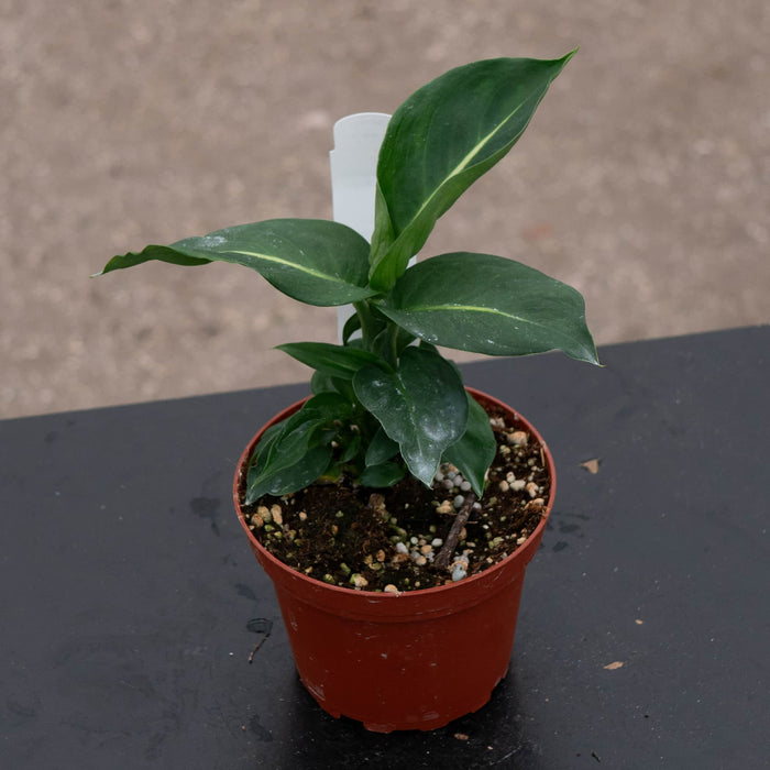 Gabriella Plants Dieffenbachia 4" Dieffenbachia 'Green Magic'