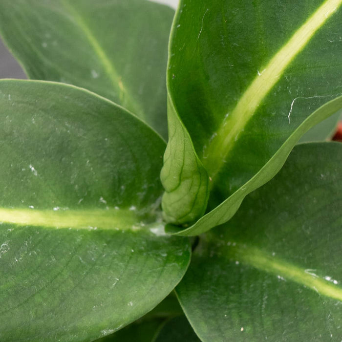 Gabriella Plants Dieffenbachia 4" Dieffenbachia 'Green Magic'