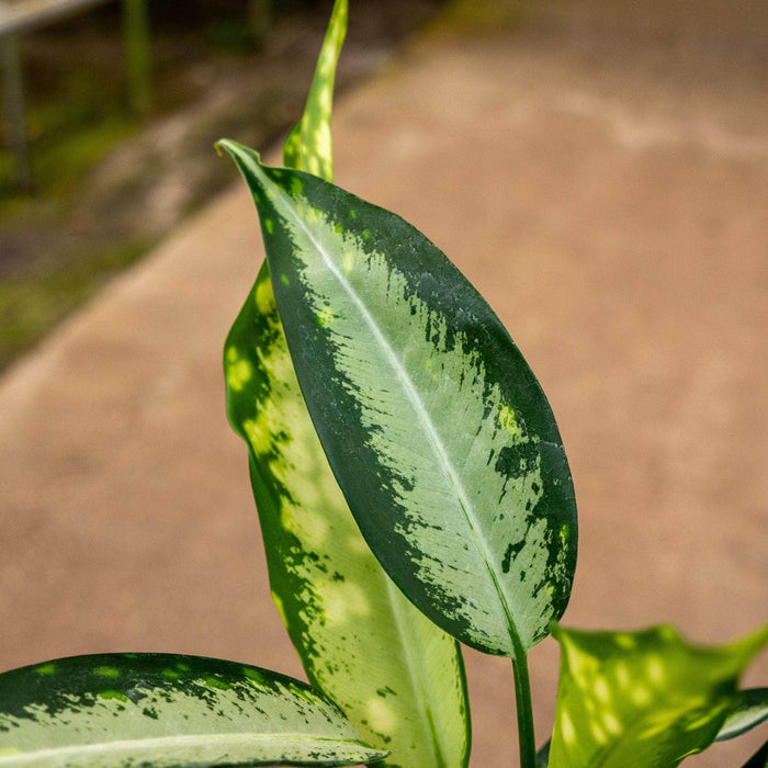 Gabriella Plants Other 4" Dieffenbachia 'Panther'