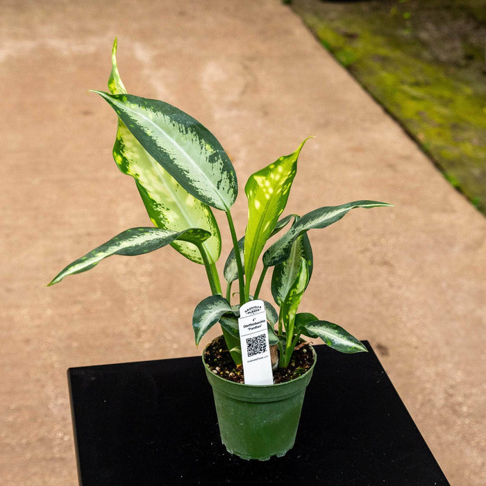 Gabriella Plants Other 4" Dieffenbachia 'Panther'