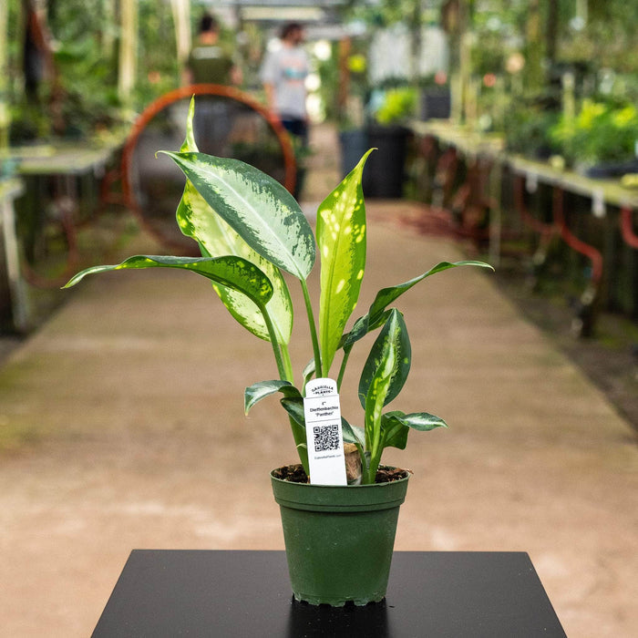 Gabriella Plants Other 4" Dieffenbachia 'Panther'