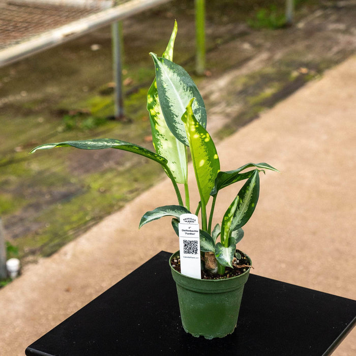 Gabriella Plants Other 4" Dieffenbachia 'Panther'